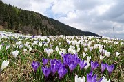 61 Distese di crocus bianchi e violetto